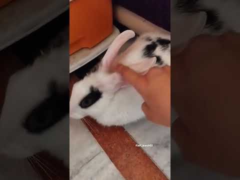 Helios Getting groomed😴