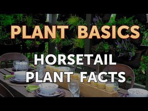 How to Dry an Overwatered Plant