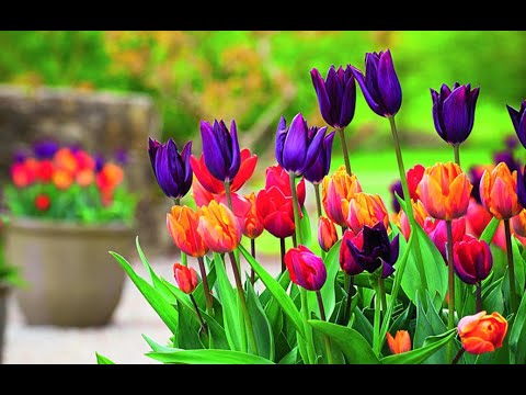 Cvetni kutak ep. 68 25.02.2021. Sobne biljke, forsirane lukovice, Ficus lyrata, park, Novi Kneževac