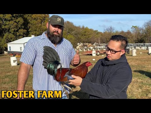 Original Foster Kelso - FOSTER FARM - Oklahoma