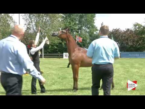 N.29 WILLIAN - Ströhen 2016 C-Show - Yearling Colts (Class 6)