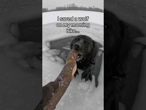 Now what do I do!?!? #wholesome #animals