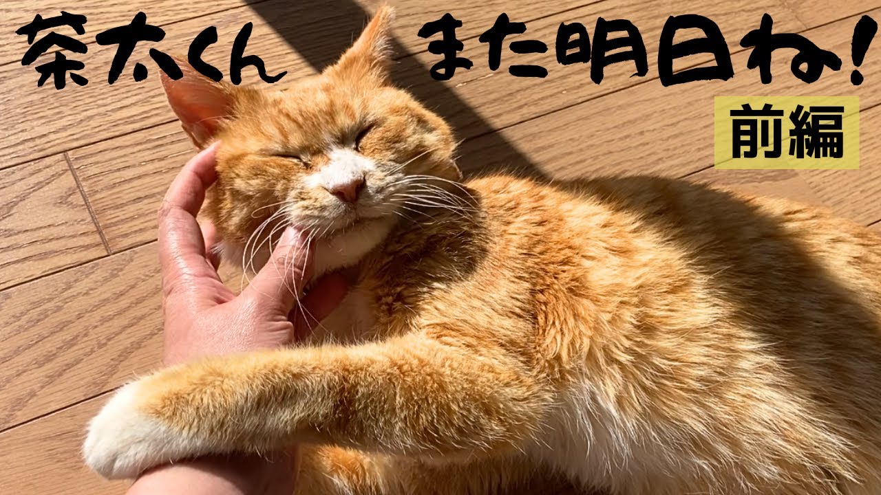 愛猫との残された時間をかみしめる【前編】