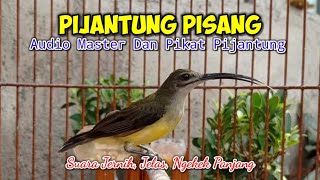 Download lagu Masteran dan Pikat PIJANTUNG PISANG, Suara Jernih, Jelas Durasi Panjang mp3 Download lagu Masteran dan Pikat PIJANTUNG PISANG, Suara Jernih, Jelas Durasi Panjang mp3