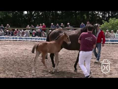 SL023 Hengstfohlen von Quibery - Locato - Sacramento Song xx