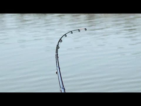 Pecanje Sarana na Feeder - ODMOR I UZIVANJE NA SAMAILI