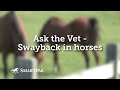 Ask the Vet - Swayback in horses