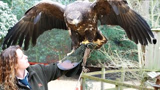 12 LARGEST Birds Of Prey On Earth!