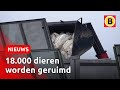 Vogelgriep op kalkoenhouderij in Moergestel | Omroep Brabant