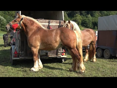 Targ expozitional de cai Bradu, Sibiu 2 August 2025 Nou!!!