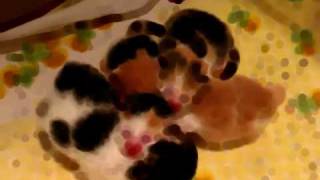 preview picture of video 'Vanna's kittens-rough cut'