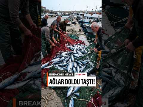 Bir Gecede 2 Bin Palamut! 🐟 Amasra’da Ağlar Dolup Taştı