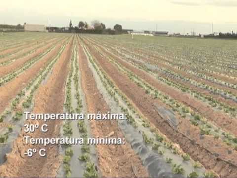 Fotograma del vídeo: El cultivo de lechuga Iceberg en el campo de Cartagena