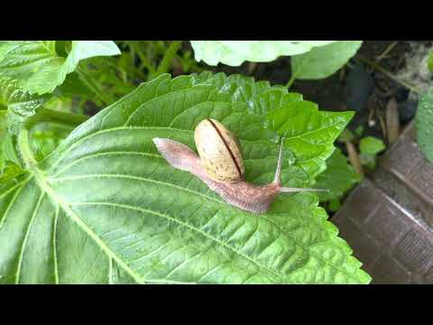 Snail /カタツムリ/でんでん虫 /शंखे किरा
