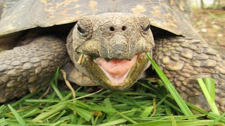 Download lagu Tortoise And Turtle Sounds - Noises mp3