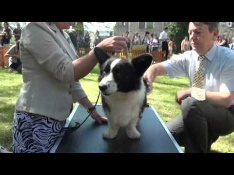 KOREK (ROMEO DLA POL-ANKI Gaucho), National Corgi Show, Moszna (PL), judge Janusz Opara
