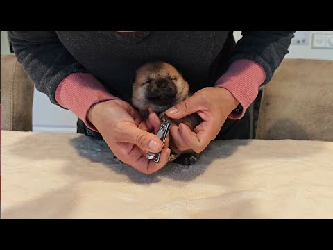 Clipping the nails of Kumi's puppies. #shiba #puppy #puppies