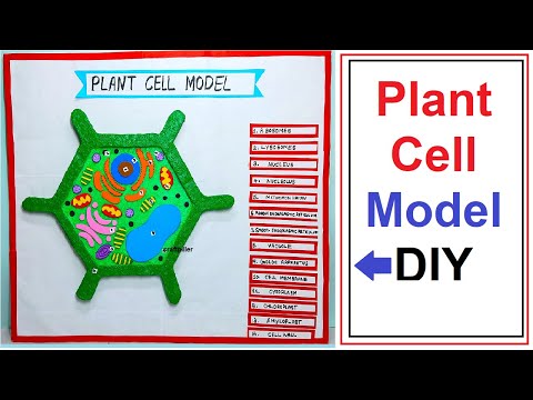 plant cell model 3d making simple and easy science project for exhibition diy craftpiller
