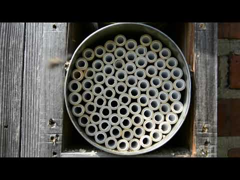 Nesting by Mason Bees