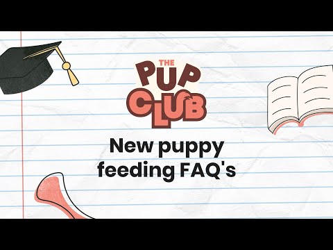 Ultimate Puppy Feeding Guide: What, How Much & How Often