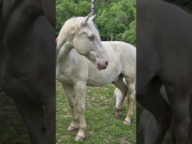 VENDS BURDY HONGRE CREME 15 ANS