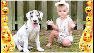Cute (baby animal)dogs