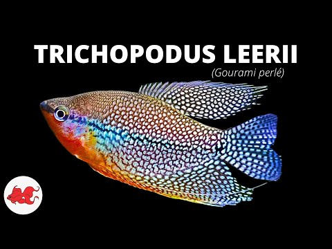 Gourami perlé — Trichopodus leerii v akváriu