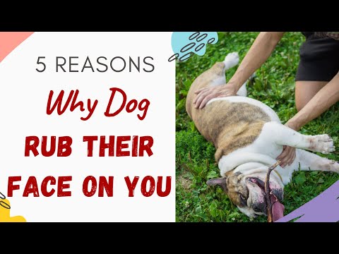 YouTube video about: Why does my dog rub his body on my bed?