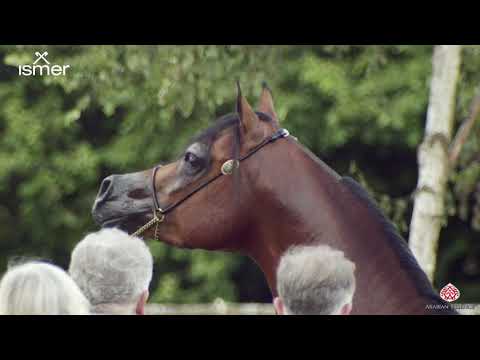 N 166 D KAHEEL   Strohen 2020 International Show   4 6 Years Old Stallions Class L