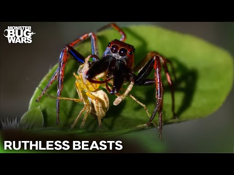 The Most BRUTAL Huntsman Fight Caught on Camera | Monster Bug Wars