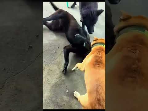 Oh my god dog part 1 #animals #pets #shortvideo