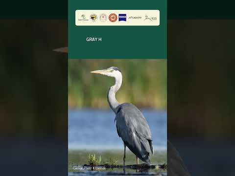 Birdwatching in Delhi | Najafgarh Jheel Earth Walk Experience