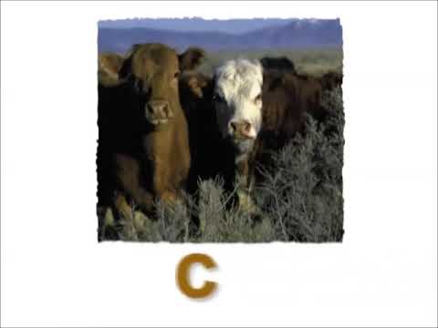 Jordan’s Sound Effects Compilation No.49 Hollywoodedge, Cow Moo SS022201