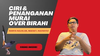 Download lagu Over-excited Murai Batu: Signs and How to Handle It mp3