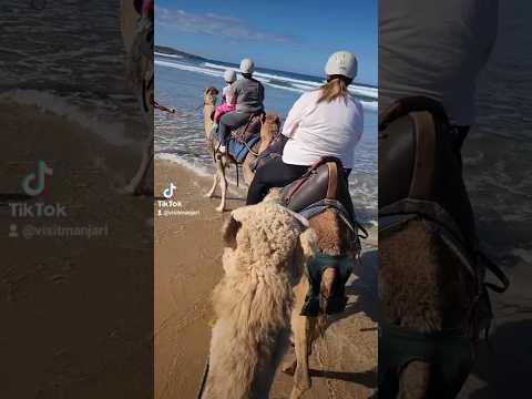 Camel ride in Ocean, Port Stephens