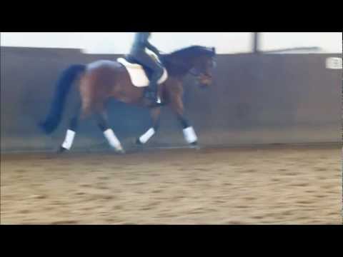 Holsteiner Stute Verkauf Stamm 776 aus Hexe V