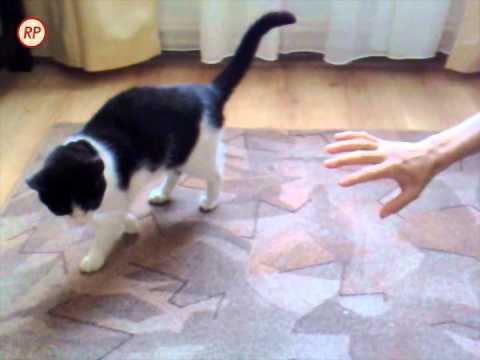 Ligia plays with Felix