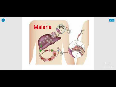féreghajtó tabletta embernek ára