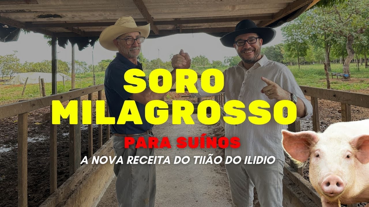 A nova receita que vai revolucionar o mercado suíno