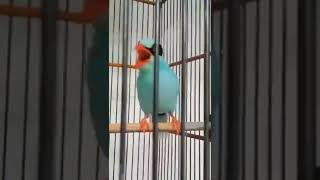 Download lagu Ekek keling isian tengkek buto #shorts mp3