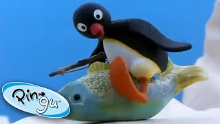 Pingu And His Family Learn About The World! @Pingu - Official Channel Cartoons For Kids