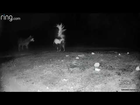 Coyotes charge in skunk sprays to defend !