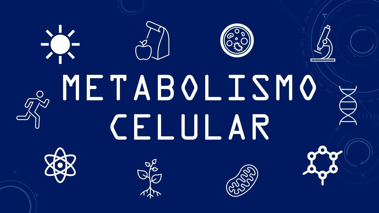 Metabolismo Celular