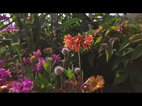 Shreshta Vichar - Nature ke Sath