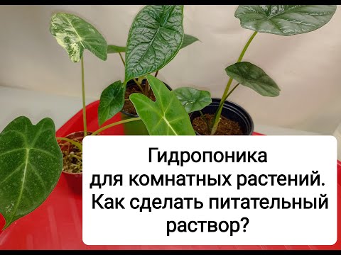 Гидропоника для комнатных растений. Как сделать питательный раствор