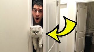 HIDE THE CAT CHALLENGE!!!