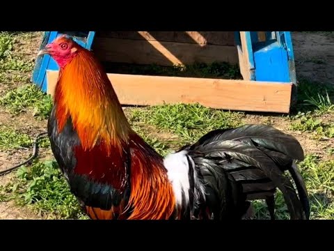 Cecil Davis Kelso Blue McLean Dan Gray Roundhead | Barajas Farm Beautiful Birds 💯🇺🇸