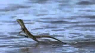 Basilisk Lizard (Jesus Lizard) - YouTube DO.wmv