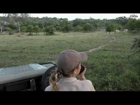 22 African Wild Dogs surrounding ONE male Waterbuck 😱🤩 part one