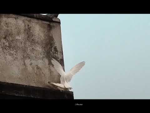 socaller, Madhur sangeet//